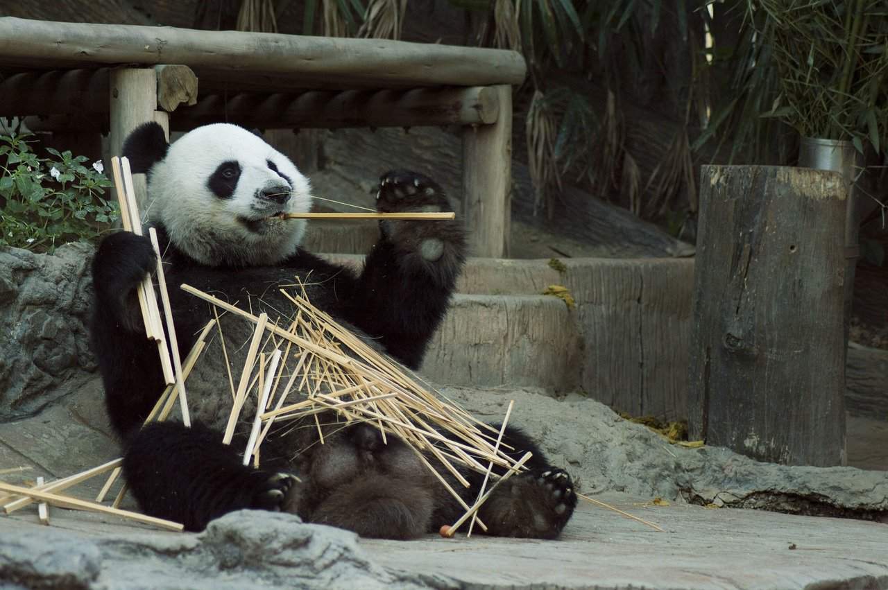 Was genau ist das Panda-Syndrom? Wir klären auf! – EROTIK-Wissen